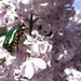 2011-04-12_insecte_lilas
