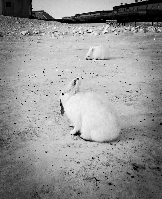 Arctic hares in Greenland