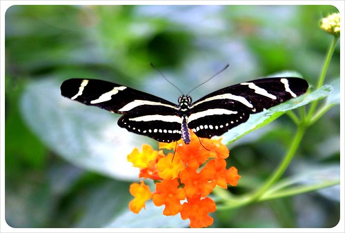 butterfly in monteverde
