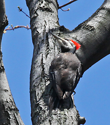Pileated Woodpecker - Female by JKissnHug