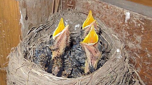 Three Hungry Chicks