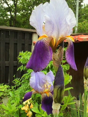 Tall bearded iris