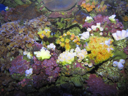 rainbow of coral