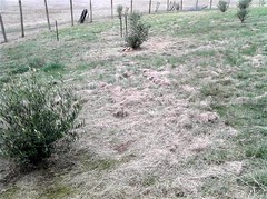 olive grove after mowing - 6