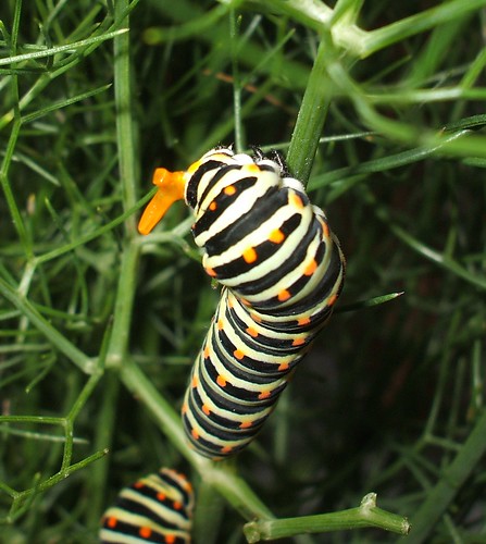 Papilio machaon, angry caterpillar
