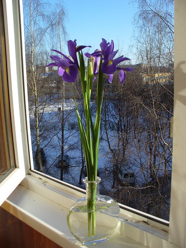 Spring, iris, views