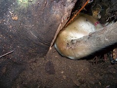 Digging in a hallow tree root