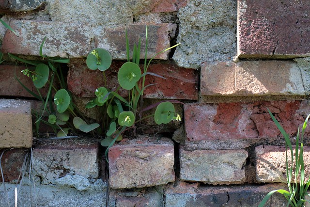 miner's lettuce in an old mining town