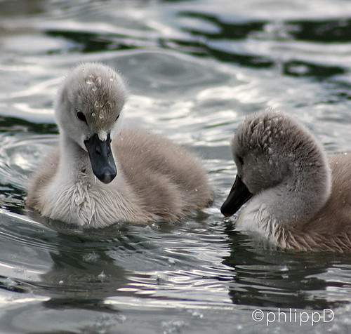 Little swans in the water