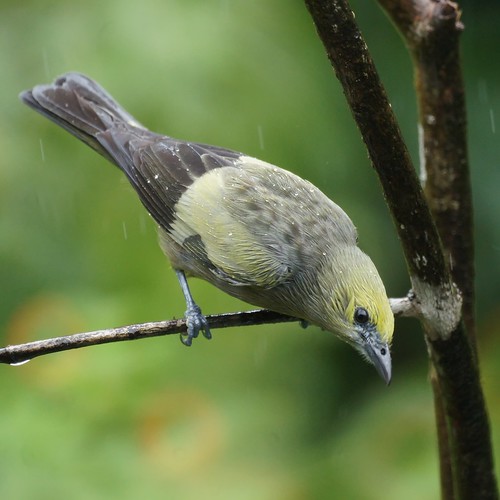 Palm Tanager (male)