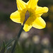 Reeves Reed Arboretum Daffodil display