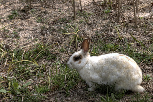 Namsan Bunny HDR