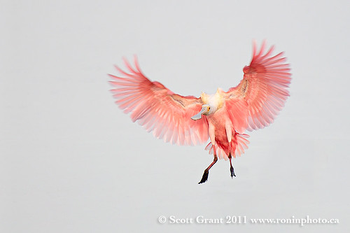 Incoming Roseate Spoonbill by Scott Grant