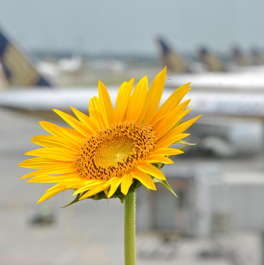 Sunflowers in the Airport 向日葵在机场 ...