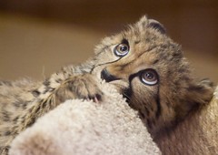 Kiburi the baby Cheetah