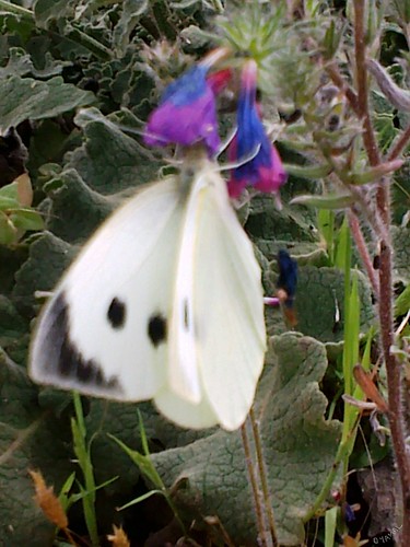 Papillon Triffa فراش تريفة