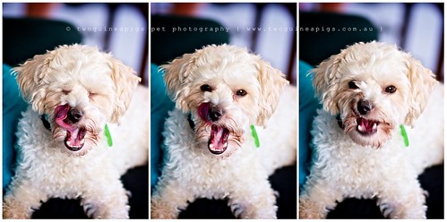 Probably tasted yummy Mozart poodle cross maltese dog photography by twoguineapigs Pet Photography