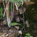 20110425_258 Taiwan Bush Warbler 5/5: The background environmental view