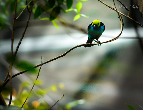 blue and green bird by cmoorephoto