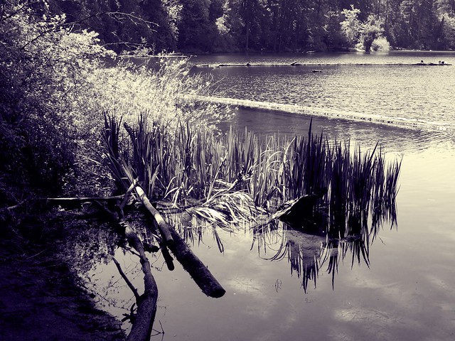 140/365 ~ Tranquil Lake