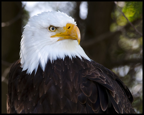 Bald Eagle portrait 1 by Jen St. Louis