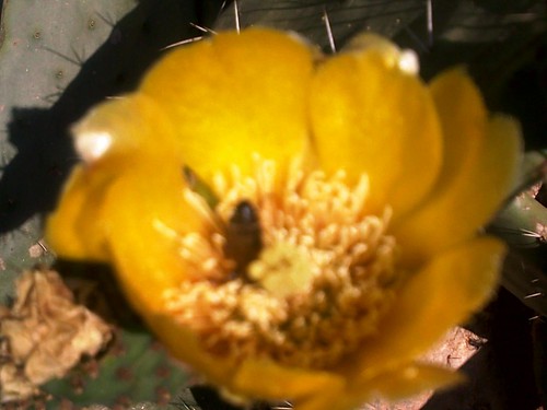 Opuntia ficus indica