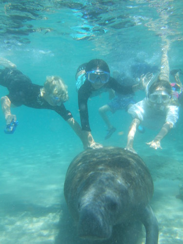 Friendly manatee underwater