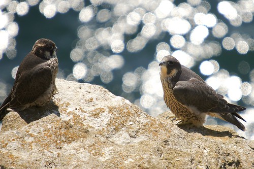 The Peregrine Family by julian sawyer