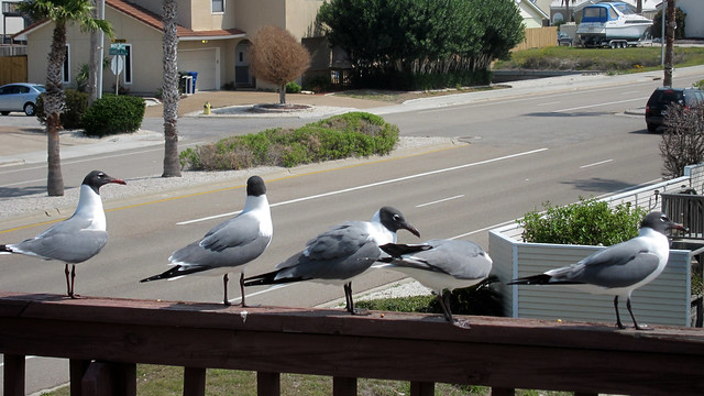 IMG_2624: Gulls on the Deck