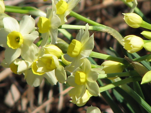 daffodil 'Minnow'