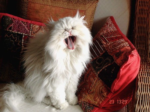 Mimi cat yawning