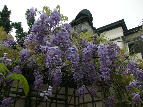 雨中的紫藤花