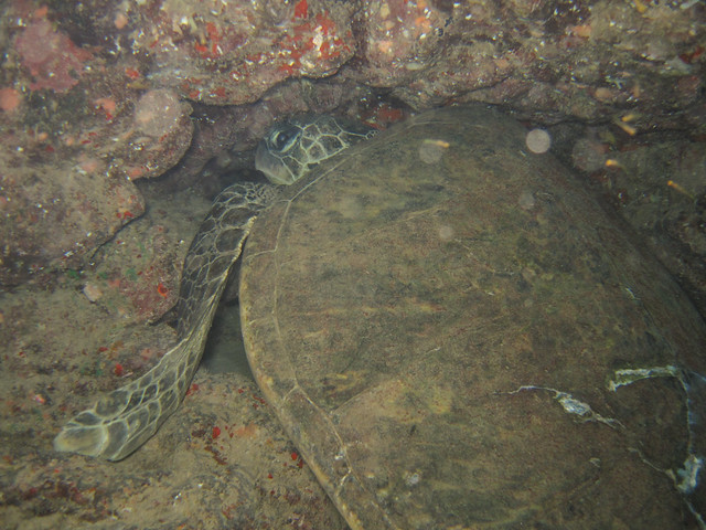 Sleeping Green Turtle, Sheraton Caverns, Poipu, Kauai