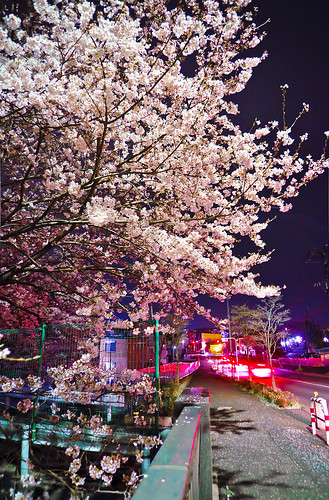Cherry blossoms in night 08