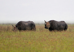 Ngorogoro Rhinos