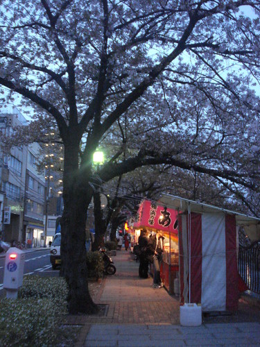 Sakuras