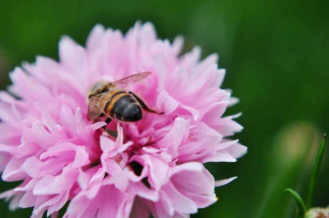 bee and pink flower