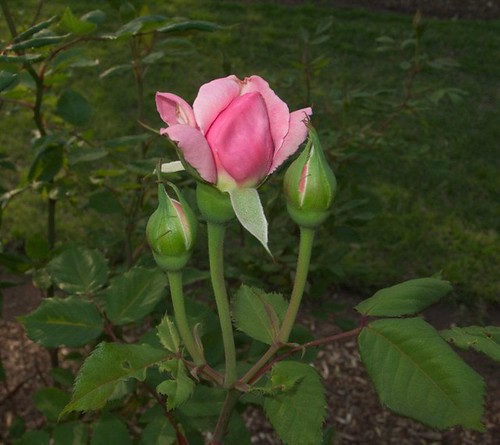 Three Pink Rosebuds