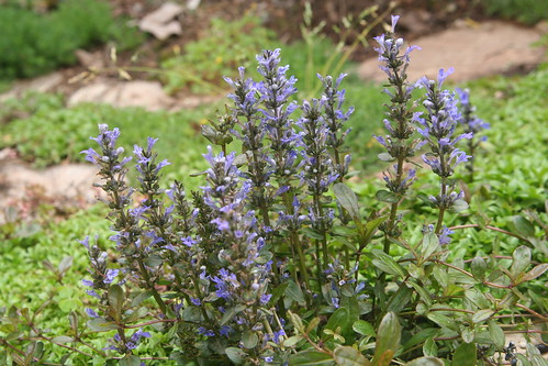 Ground Cover in Flower