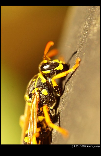 European Paper Wasp (Polistes dominula)