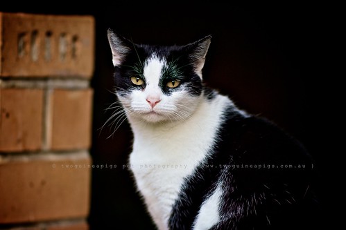 Mutual regard, street cat and a photography, by twoguineapigs pet photography