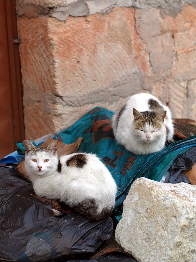Turkish cats