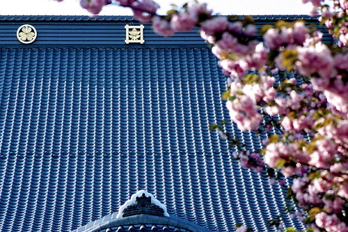 瑞輪寺の八重桜