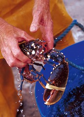Holding a Fresh Lobster