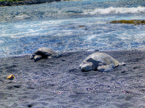 Hawaiian Green Sea Turtles (Honu)