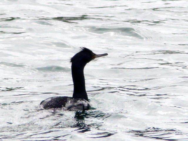 Red-faced Cormorant 20110625