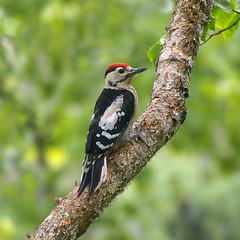 Young Woodpecker 3
