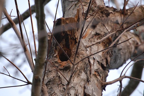 Golden Fronted Woodpecker Nest