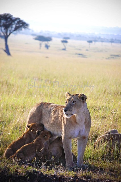 nursing lioness