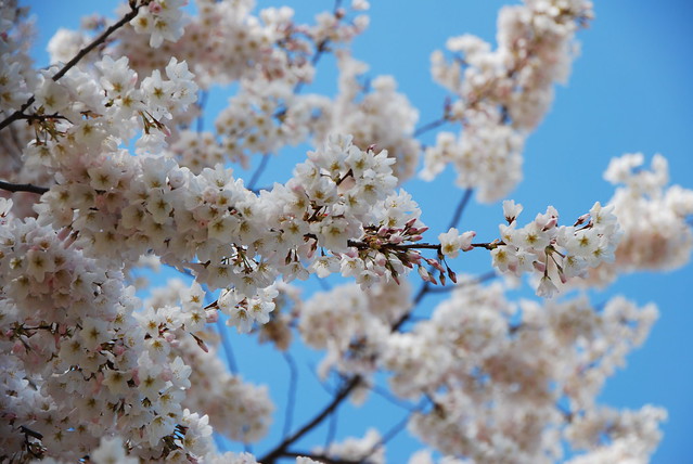 peak blossoms